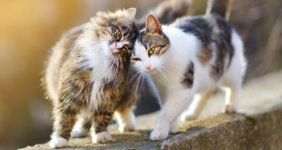 Cat behaviour conference details announced